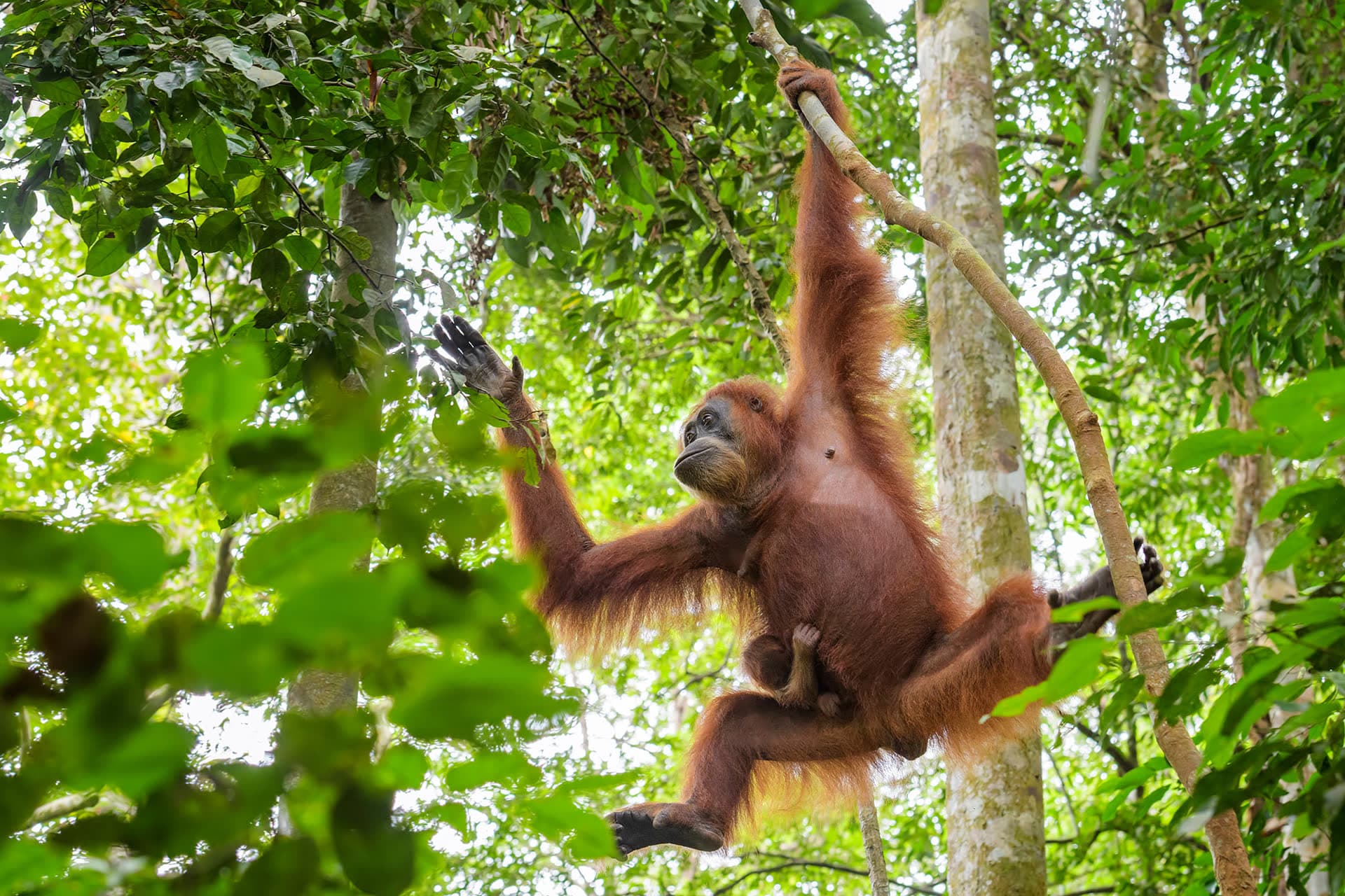 Orang-oetan in Borneo